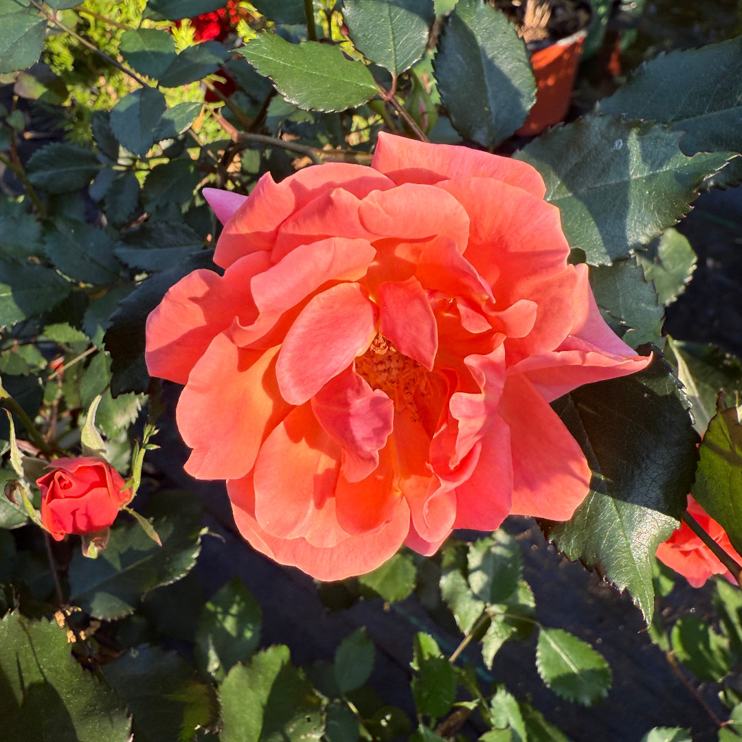 Outdoor landscape features thriving Coral Knock Out Rose