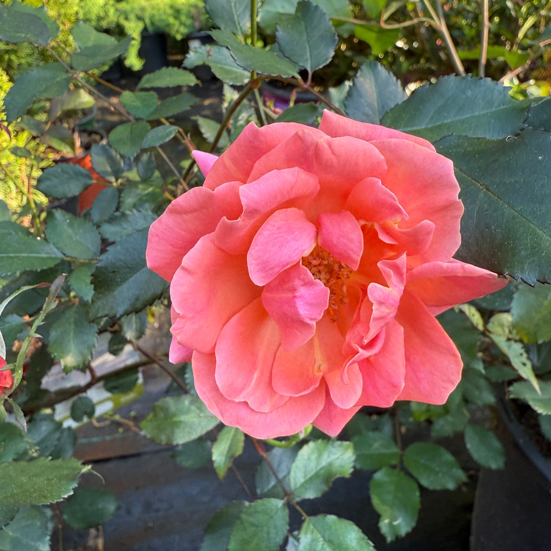Coral Knock Out Rose