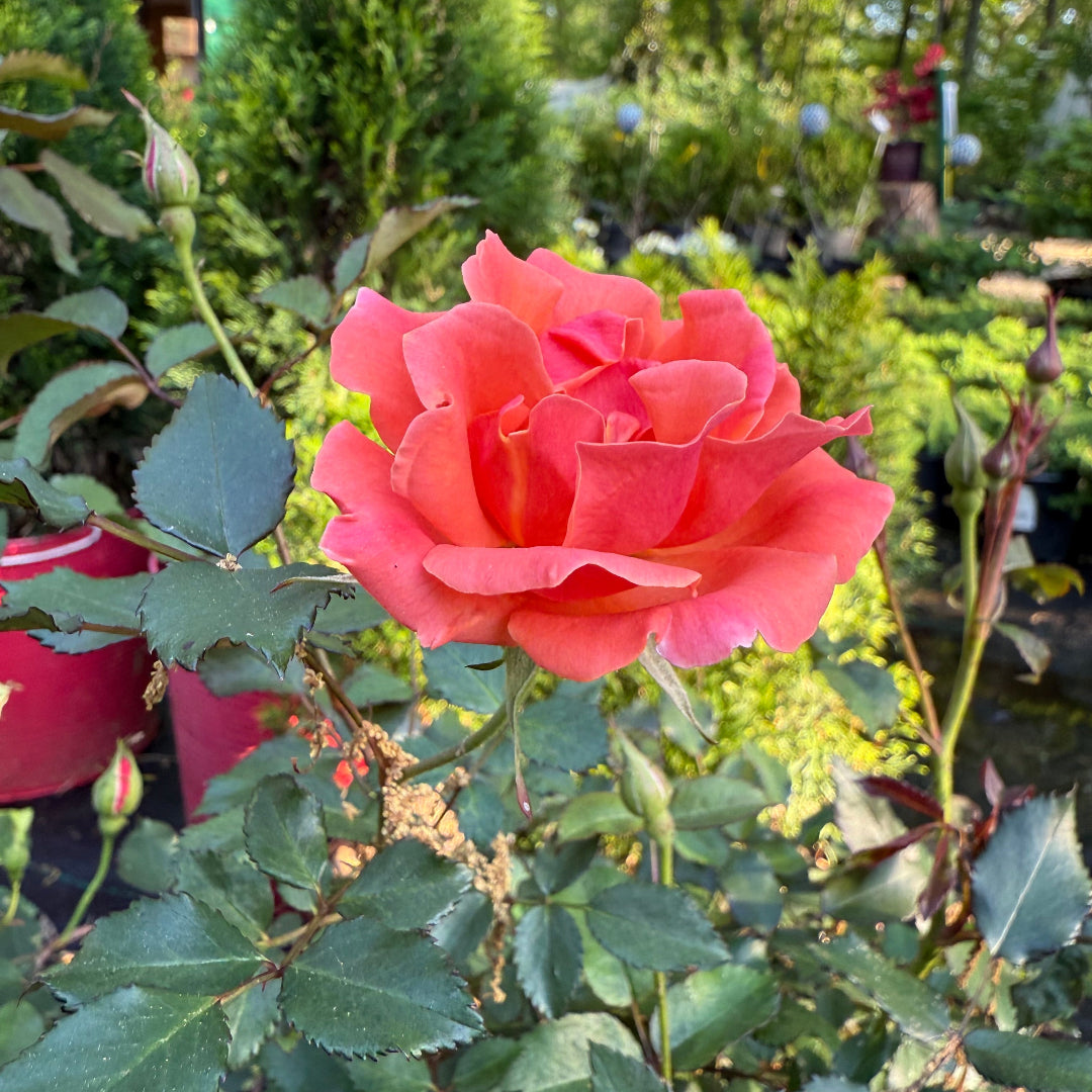 Coral Knock Out Rose