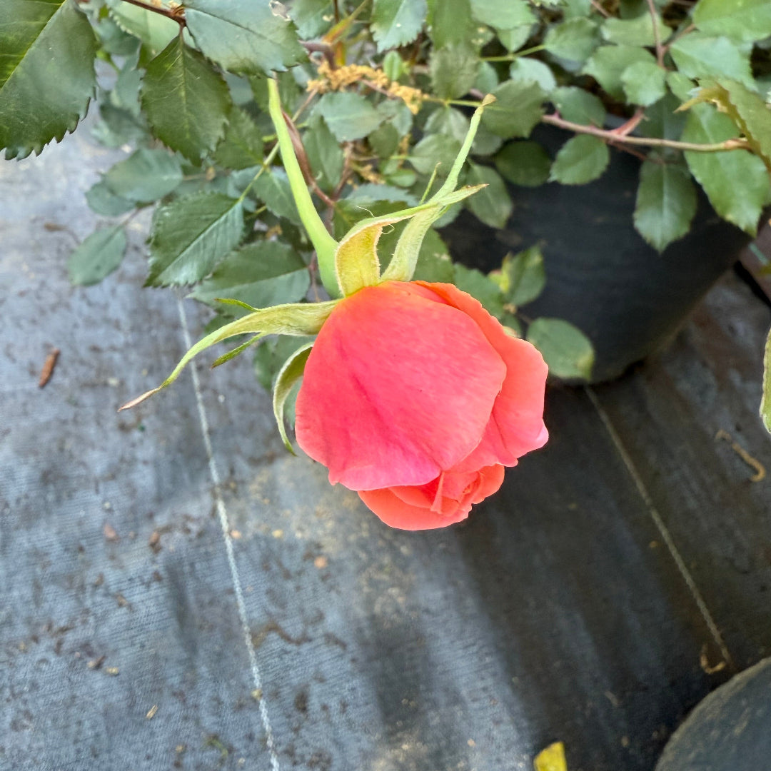 Coral Knock Out Rose