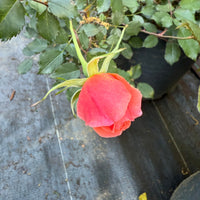 Fully opened blooms highlight Coral Knock Out Rose plant