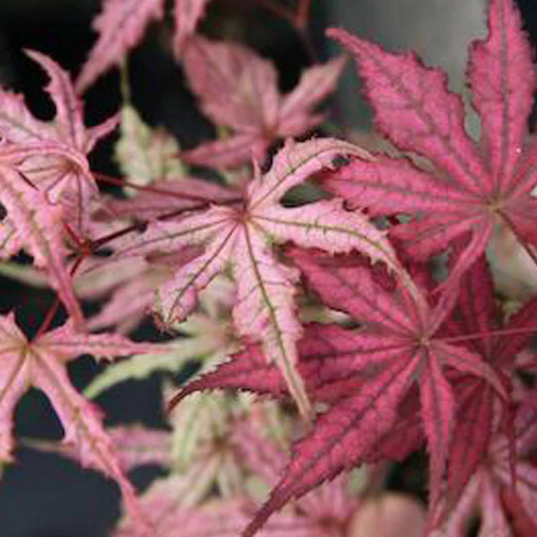 Uncle Ghost Japanese Maple