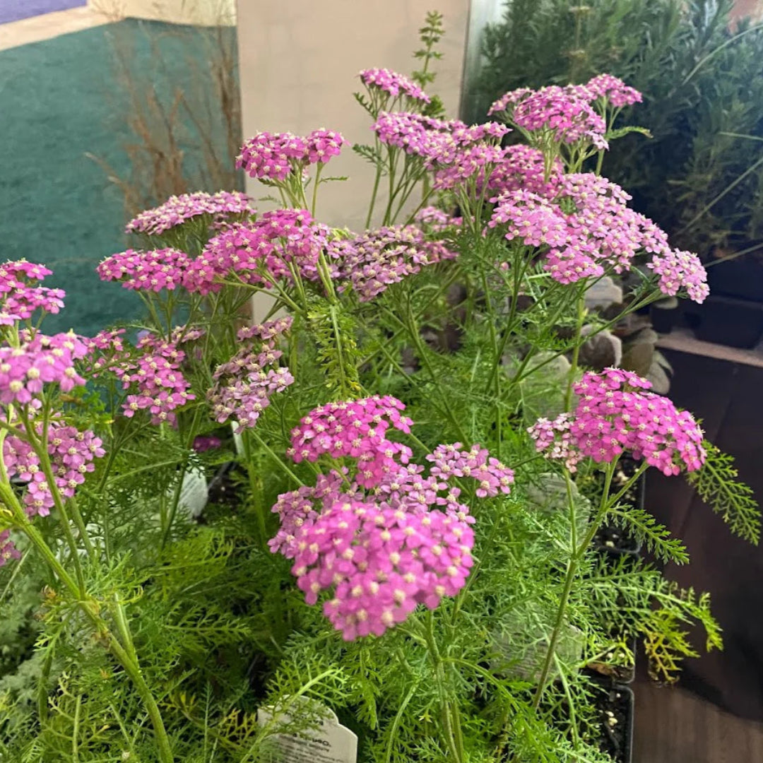 Achillea Millefolium Oertel&