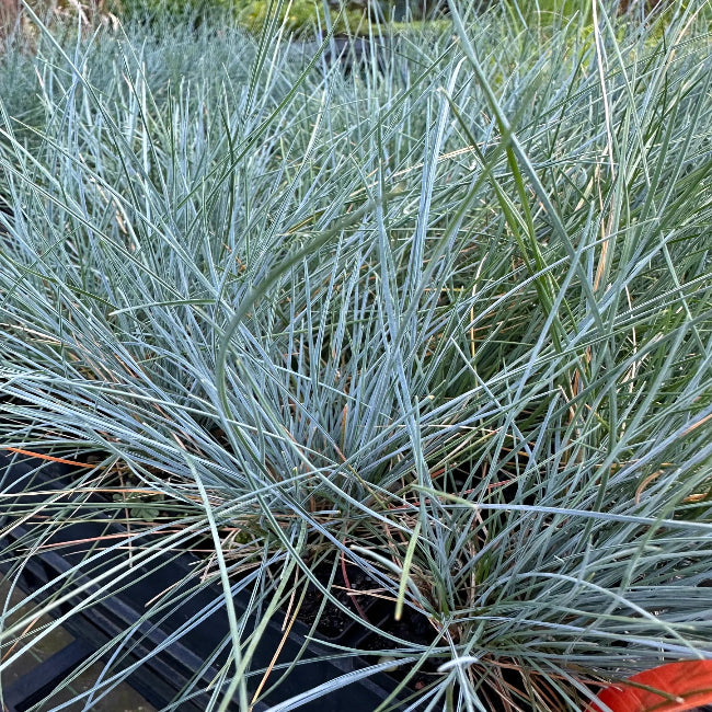 Grass: Festuca glauca Blue Fescue - [EG]