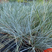 Grass: Festuca glauca Blue Fescue - [EG]