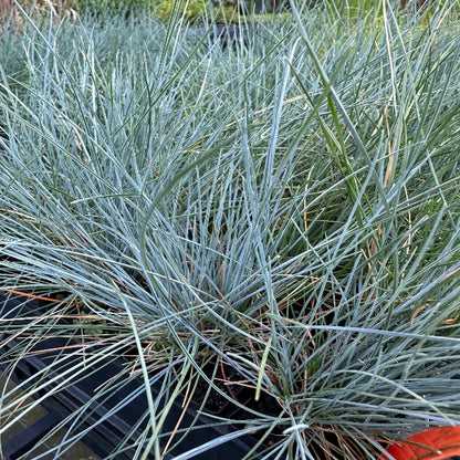Grass: Festuca glauca Blue Fescue - [EG]