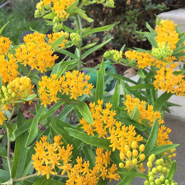 Asclepias tuberosa &