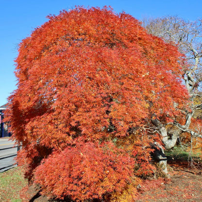Ryusen Japanese Maple