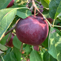 Nursery collection of Arkansas Black Apple trees prepared for shipping
