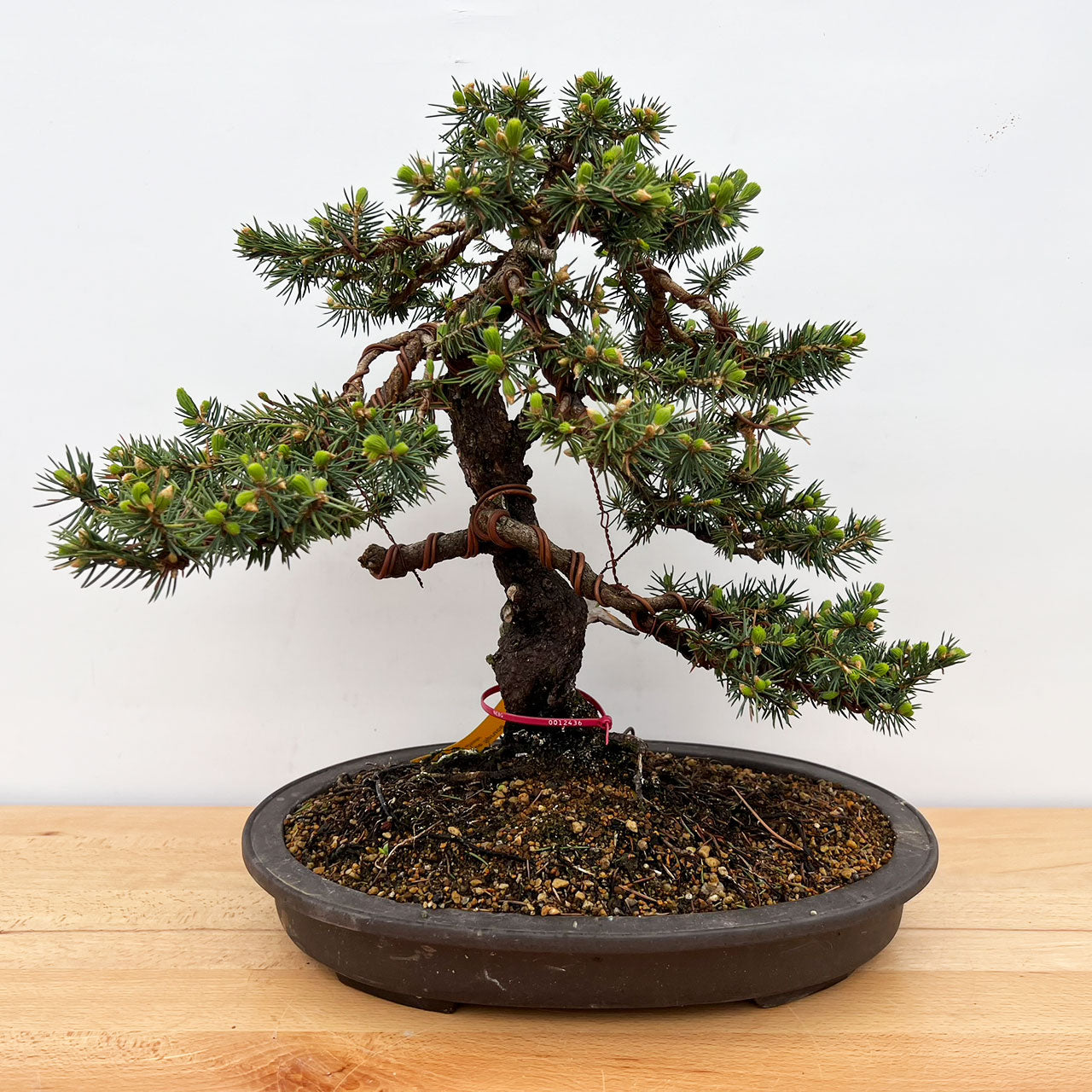 black spruce bonsai tree Diffusa Norway Spruce Bonsai for Sale