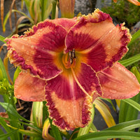 Hemerocallis Rainbow Rhythm 'Lake of Fire' - [EG]