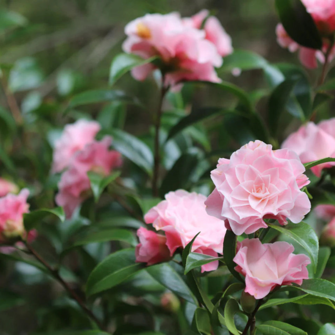 Buttons &amp; Bows Camellia Japonica