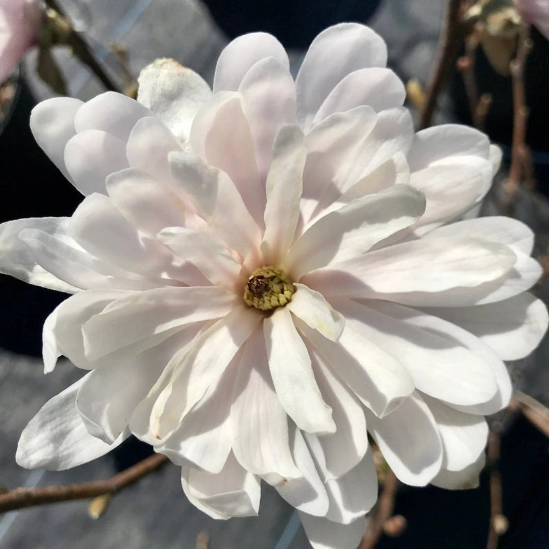 Centennial Blush Magnolia close-up showing soft pink flowers