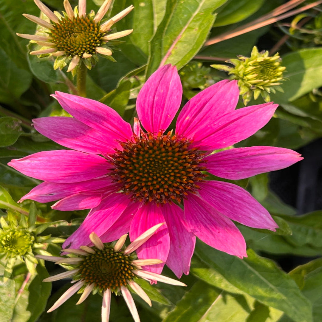 Echinacea Purpurea &