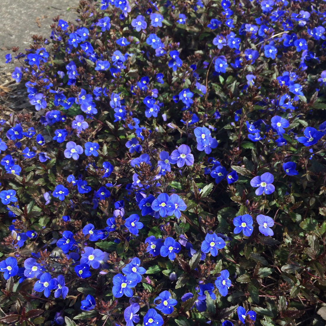 Georgia Blue Speedwell garden plant