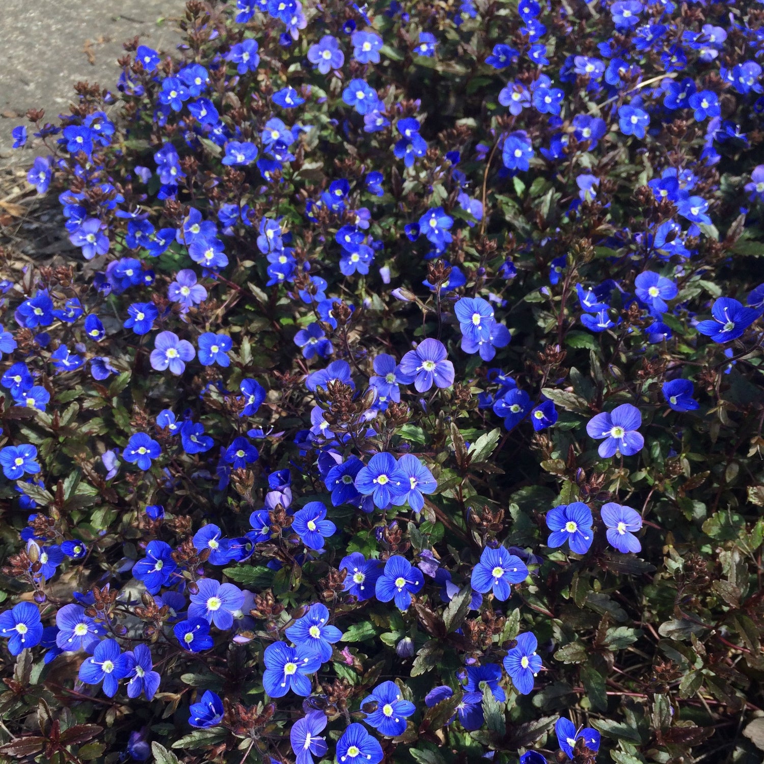 Georgia Blue Speedwell garden plant