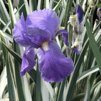 Iris Pallida Aureo Variegata Zebra Iris