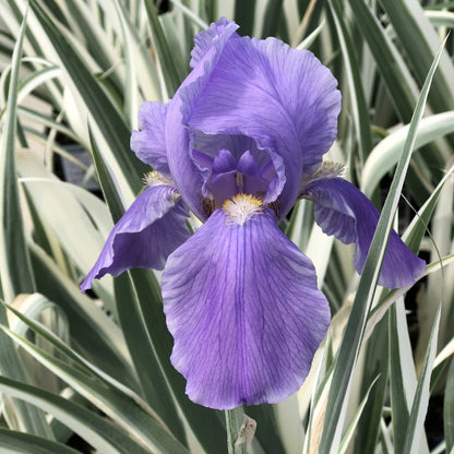 Iris Pallida Albo Variegata - [EG]