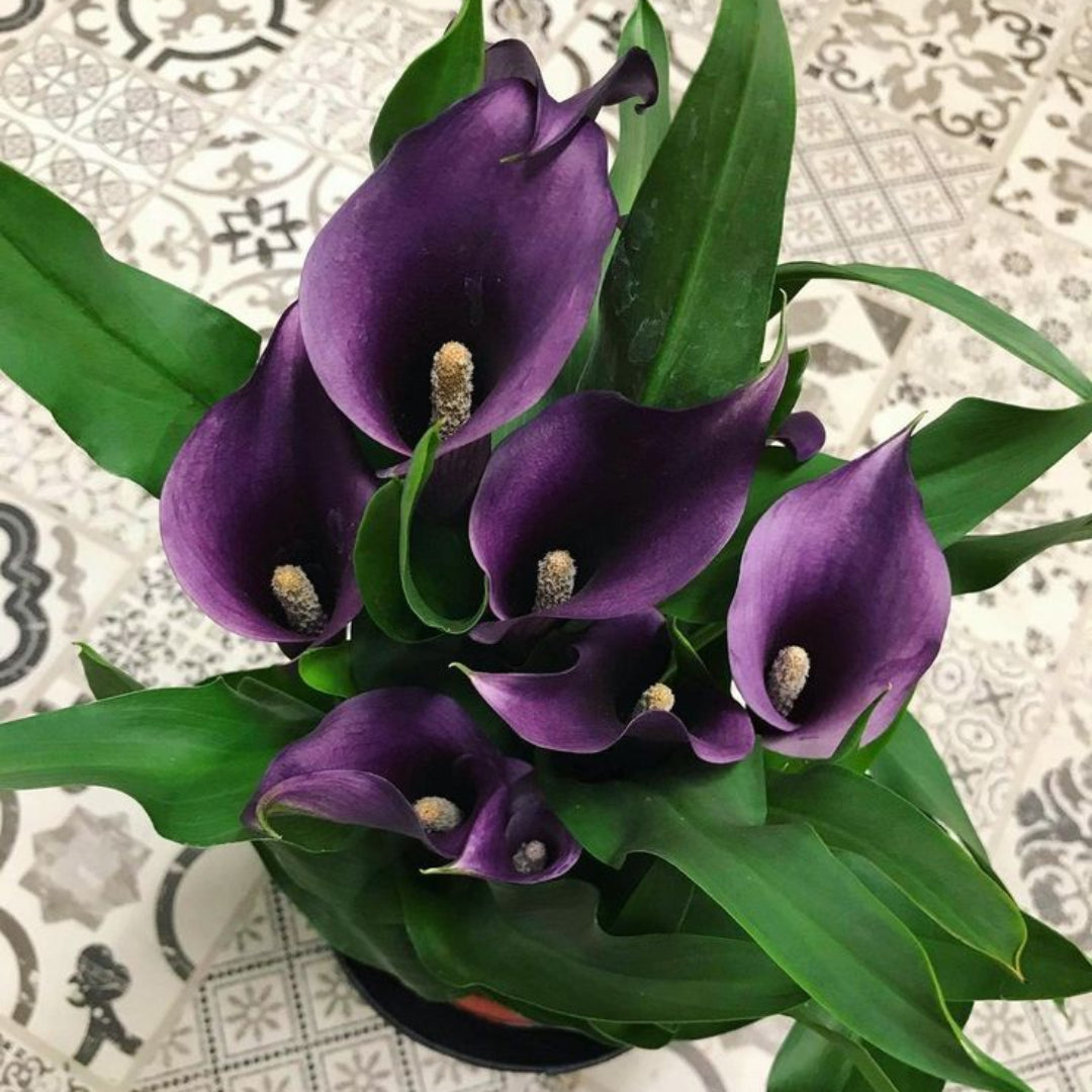 Calla Lily Purple Plant