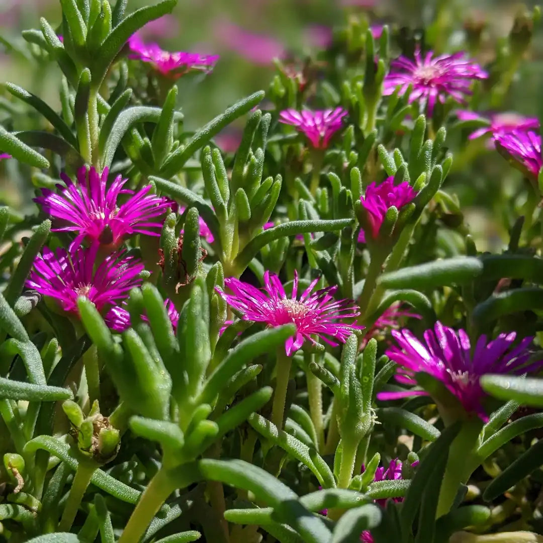 ground cover succulent with purple flowers Buy Delosperma cooperi Cooper’s Ice Plant Online