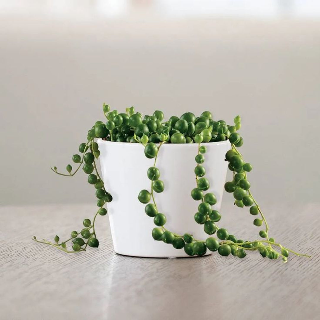 String of Pearls (Indoor Plant)