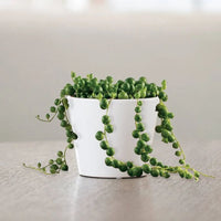 String of Pearls (Indoor Plant)