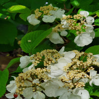 Igloo Viburnum Deciduous Shrub with Rounded White Flower Clusters