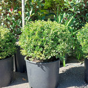Ilex Crenata 'Beehive' (Coned)