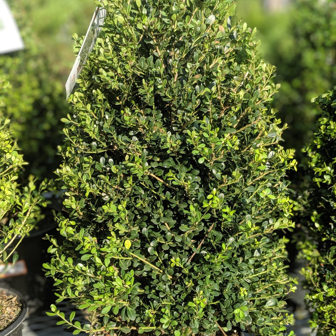 Compacta Japanese Holly Shrub