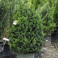 Steeds Japanese Holly
