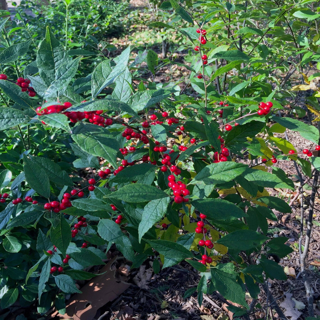 Winter Red Winterberry Holly is The Cold Hardiest of All Holly Varieties.