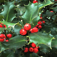 China Girl Ilex