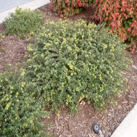 Helleri Holly
