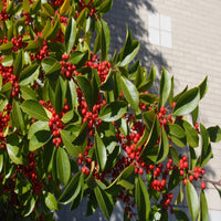 Ilex × attenuata Savannah Holly landscape tree