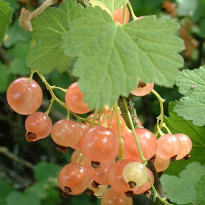 White Imperial Currant
