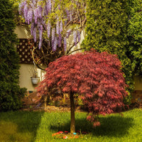 Young Red Dragon Japanese Maple tree showing upright and weeping growth habit