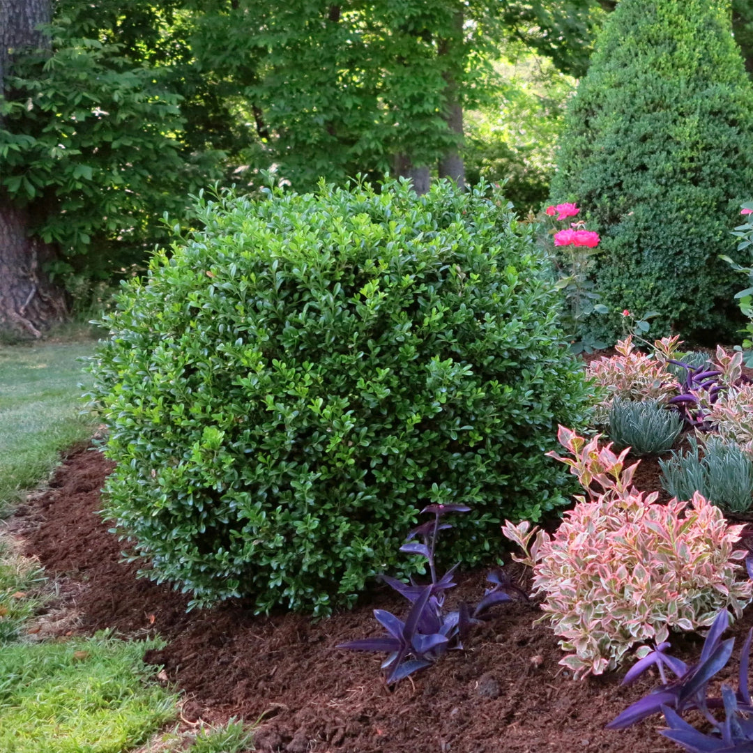 Better Boxwood Skylight