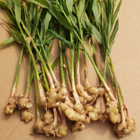 Ginger Zingiber Officinale aka True Ginger