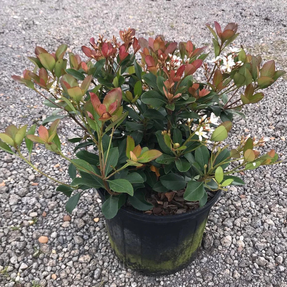 Snowcap Indian Hawthorn