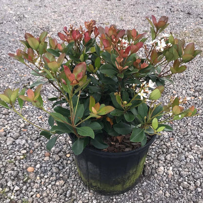 Snowcap Indian Hawthorn