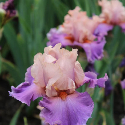 Peach-Pink Standards with Orchid-Violet Falls. Profuse Bloomer.