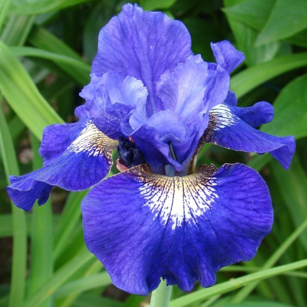 Violet Blue with White Center Zones and Pale Yellow Beard