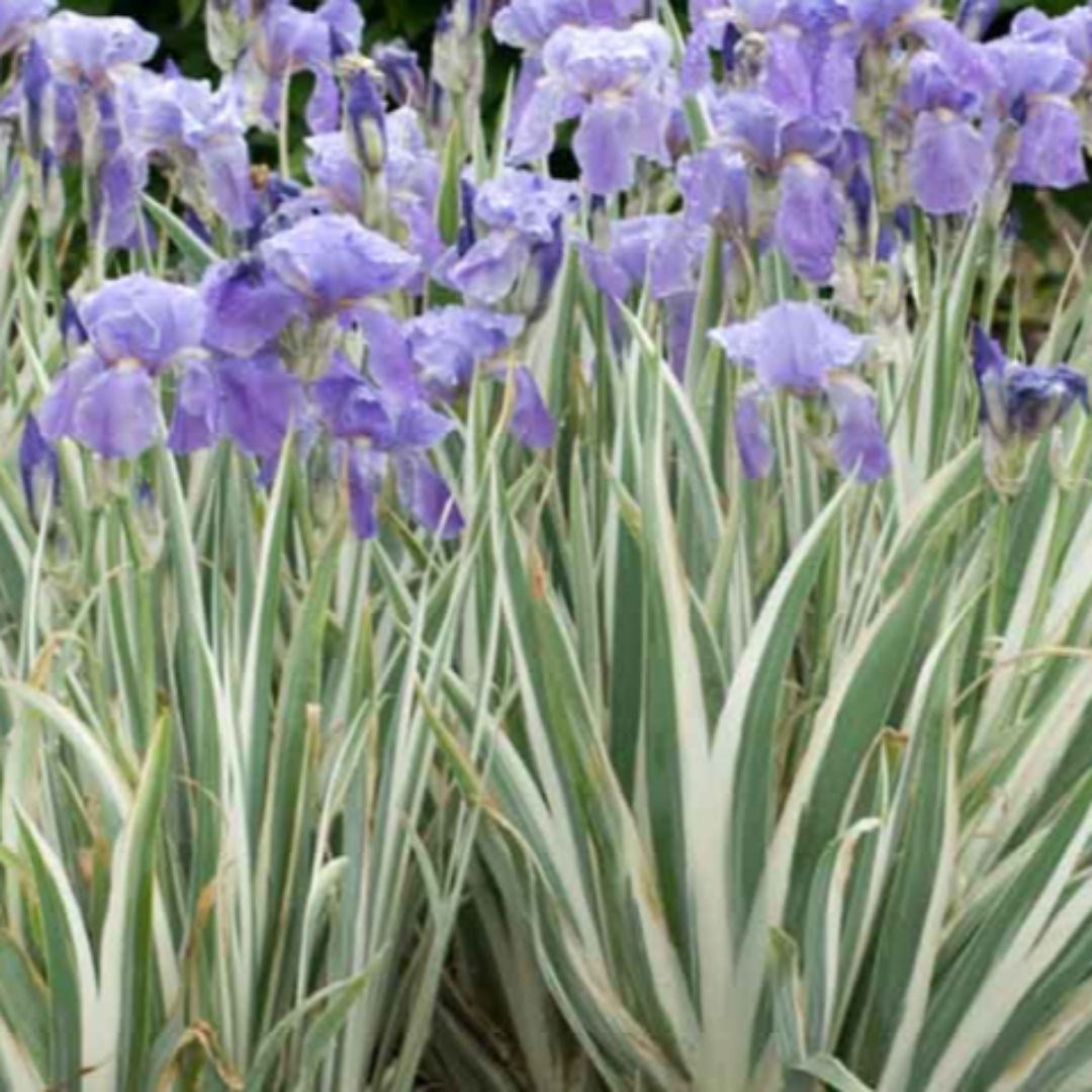 Iris Pallida Aureo Variegata Zebra Iris