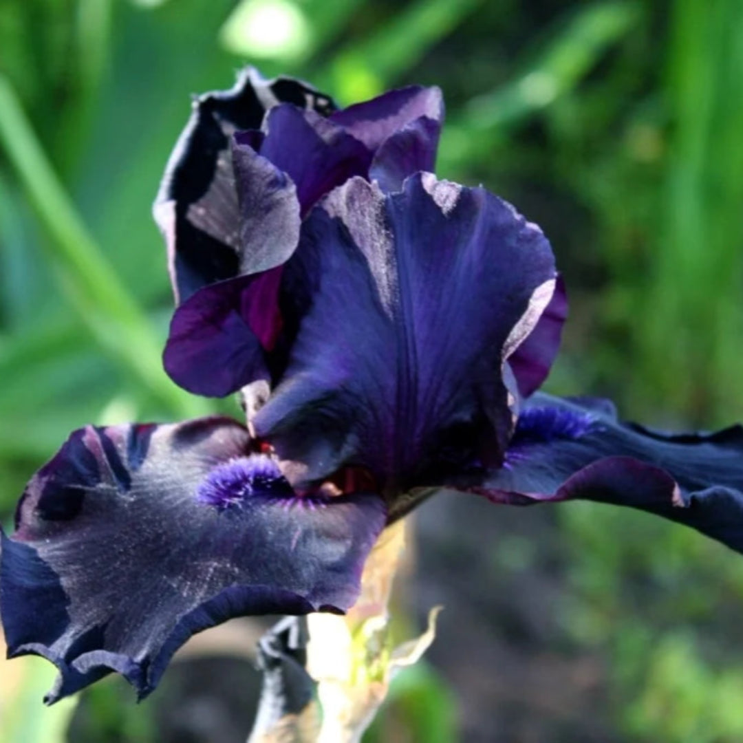 Iris Germanica Before The Storm Bearded German Iris