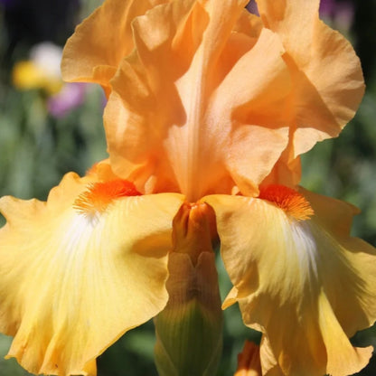 Iris Germanica &