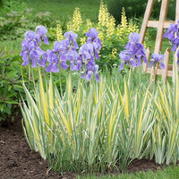 Iris Pallida Aureo Variegata Zebra Iris