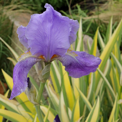 Iris Pallida Albo Variegata - [EG]