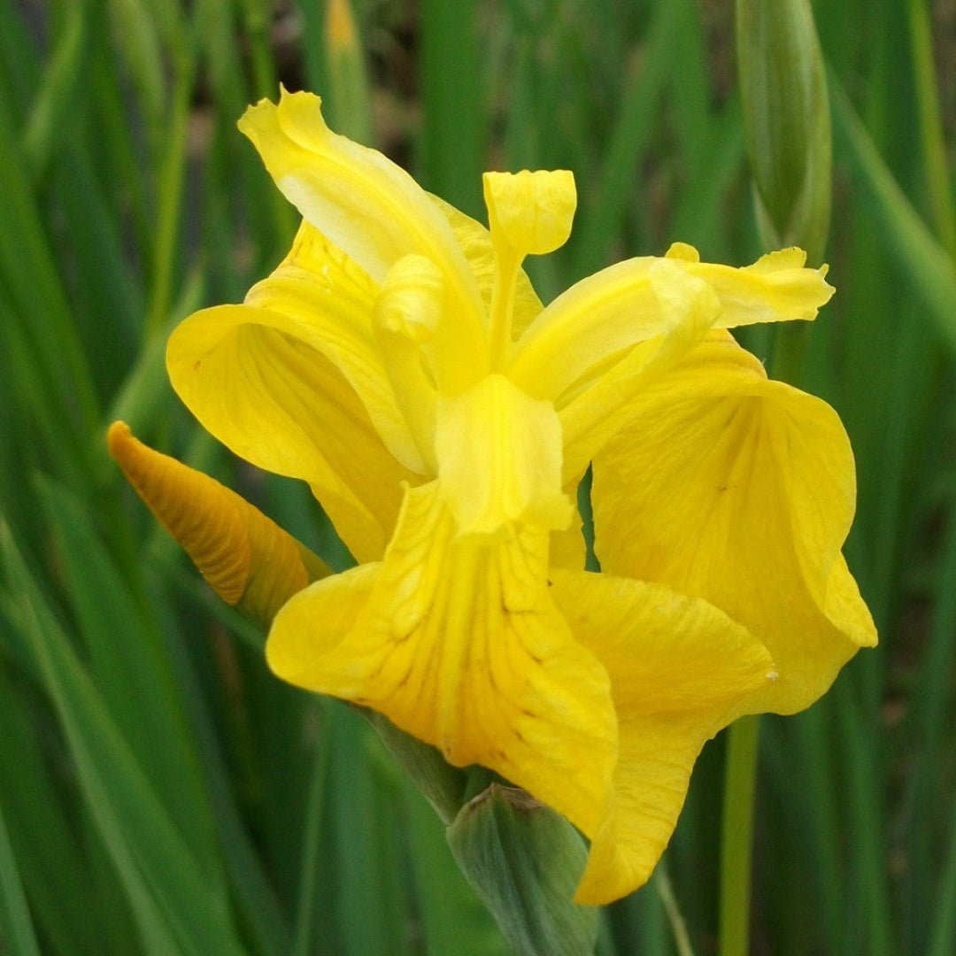 Yellow iris