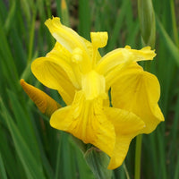 Yellow iris