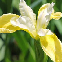 Butter & Sugar' Siberian Iris, Stunning Display of Butter Yellow and White Blooms